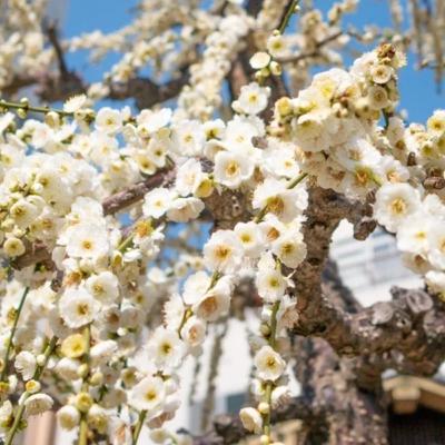 No.2 - 梅と天満宮、神社へ行くようになったきっかけ