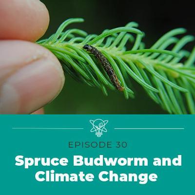 Digging Up Dirt on the Spruce Budworm