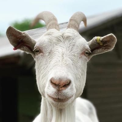 London commuters fave farm animals - the goats!