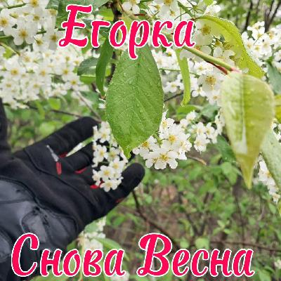 Моноколесо d'n'b edition