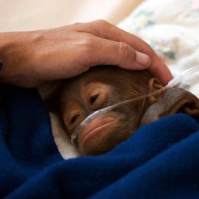 #20: Support Your Local Monkey