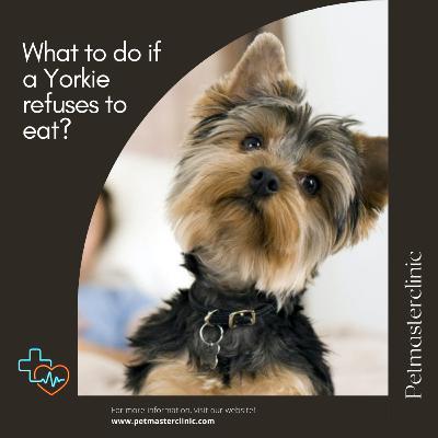 What to do if a Yorkie refuses to eat? What to do if a Yorkie refuses to eat?