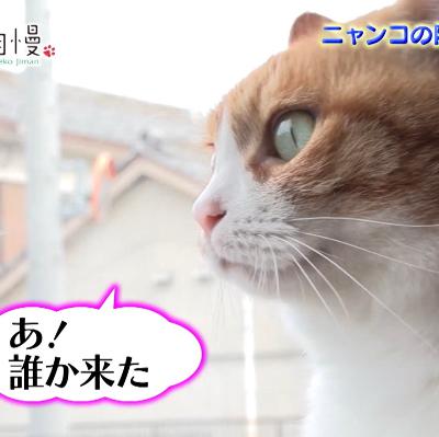 #1429 BS-TBS「ねこ自慢」にちゃちゃが出演 from Radiotalk #1429 BS-TBS「ねこ自慢」にちゃちゃが出演 from Radiotalk