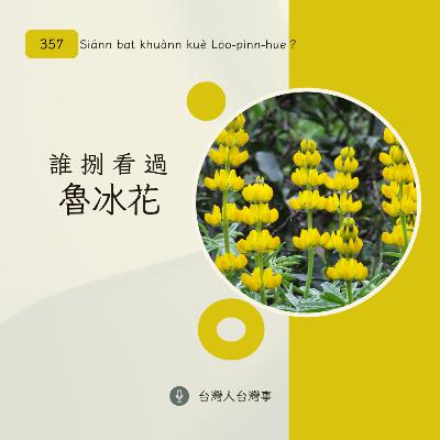 357 誰捌看過魯冰花?