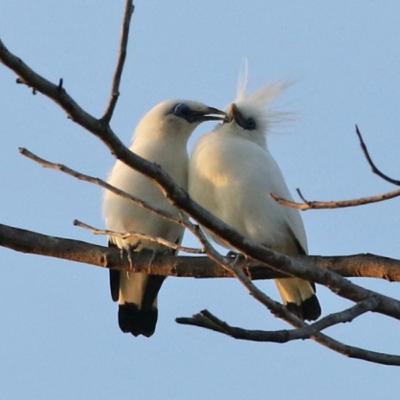 S6E15: Indonesia with Charley & Ken S6E15: Indonesia with Charley & Ken