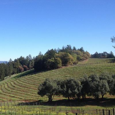 Explore Napa's Spring Mountain Stu Smith of Smith-Madrone: