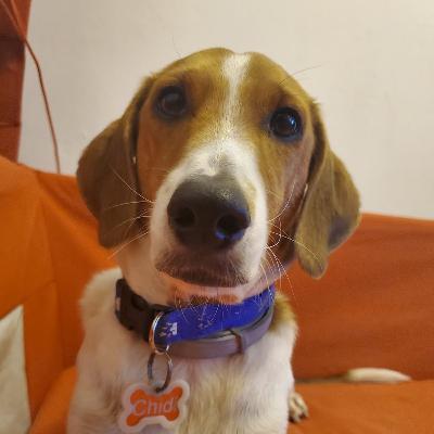 Conoce Los Síntomas De Peligro En Mascotas Pt. I