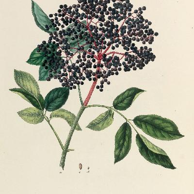 Show 260: Elder Show 260: Elder