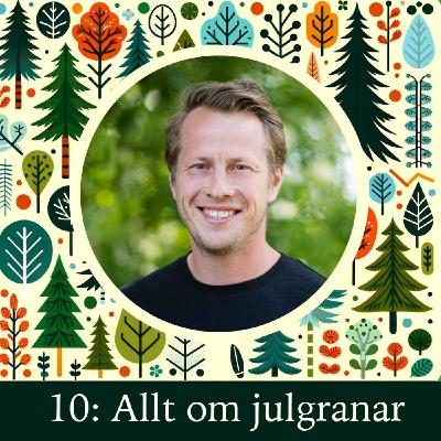 Julgransodlaren