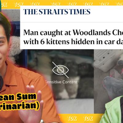 Kittens STUFFED into Car Dashboards?! (Singapore's Animal Smuggling Problem) Kittens STUFFED into Car Dashboards?! (Singapore's Animal Smuggling Problem)