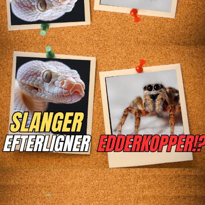 #74 Når Slanger Ligner Edderkopper - Aggressiv Mimicry Forklaret