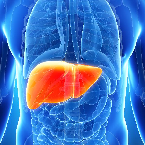 Do You Have A Fatty Liver? Do You Have A Fatty Liver?