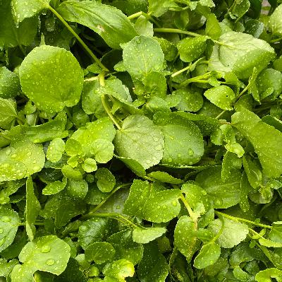 S4E7: The Watercress Queen S4E7: The Watercress Queen