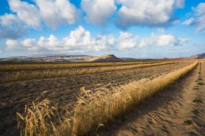 Agricultores de Lanzarote se rebelan contra la UE: "Podrían dejarnos sin nuestras semillas de siempre”