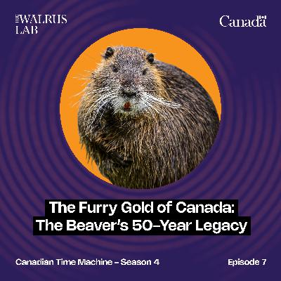 The Furry Gold of Canada: The Beaver’s 50-Year Legacy The Furry Gold of Canada: The Beaver’s 50-Year Legacy