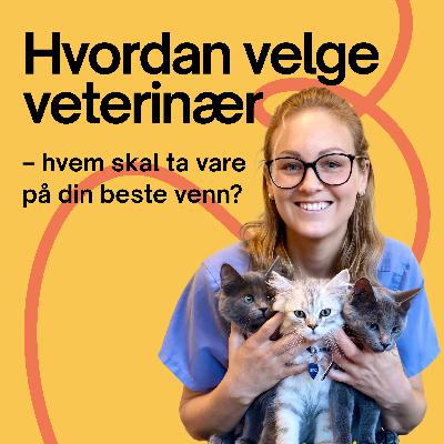 #12. Hvordan velge veterinær – hvem skal ta vare på din beste venn?