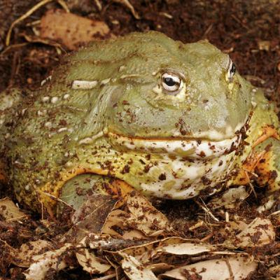 Thursday, October 23: The Meanest Reality Show, Toxic Toad Lickers, The World's Best Eyewitness is Back Thursday, October 23: The Meanest Reality Show, Toxic Toad Lickers, The World's Best Eyewitness is Back