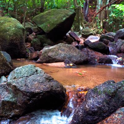 Forest Spring