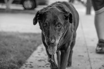 The Good Boy Podcast Episode 32 Farewell Mikey