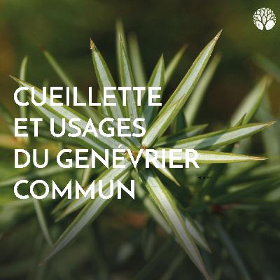 Cueillette et usages du genévrier commun