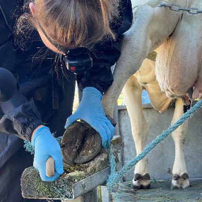 Avsnitt 1 – Fältresor i Kungsbacka