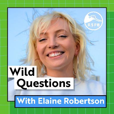 Why are Blackbirds Always On One? (Elaine Robertson)