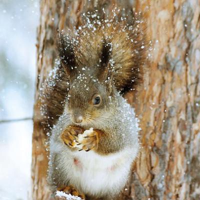 02 TIERE IM WINTER - der Märchen Monat Februar 2025