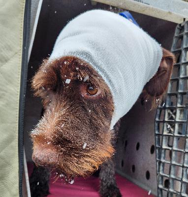 Episode 125- Hunting Dog First-aid with Dr. Claire Maples