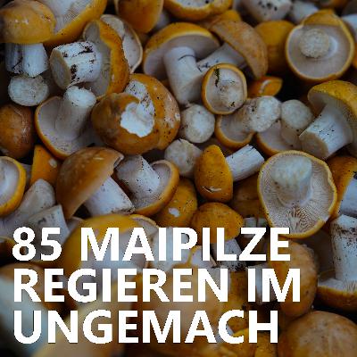 #85 Maipilze regieren im Ungemach