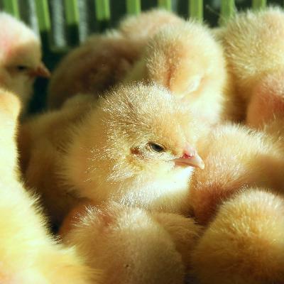 Foodwatch: "Gesetz gegen Kükentöten hat Tierschutz nicht verbessert"