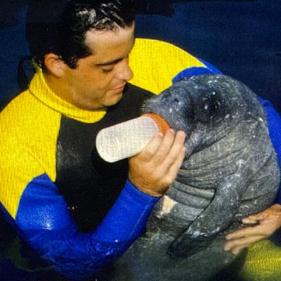 #1082 Los manatíes en Puerto Rico #1082 Los manatíes en Puerto Rico