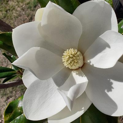 Armonizando con los espíritus de la naturaleza Armonizando con los espíritus de la naturaleza