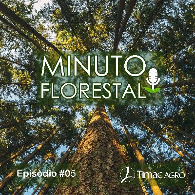 Ep. 05 – Algumas reflexões sobre inventário, manejo e produtividade florestal Ep. 05 – Algumas reflexões sobre inventário, manejo e produtividade florestal