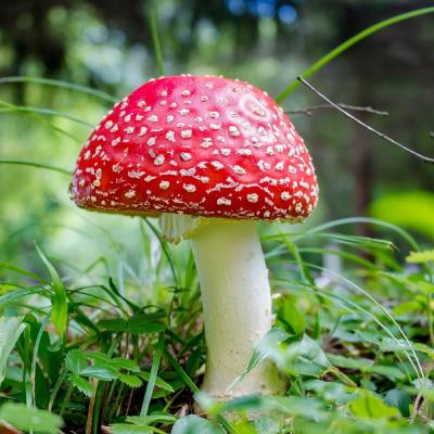 EST-IL VRAI QUE LES HUILES ESSENTIELLES PEUVENT DÉCLENCHER DES RÉPONSE PSYCHOACTIVES? #029