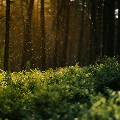 Rainy Forest Ambience 8 Hours | Forest Ambience For Sleep, Relaxation & Studying