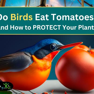 Do Birds Eat Tomatoes? (And How To PROTECT Your Plants) Do Birds Eat Tomatoes? (And How To PROTECT Your Plants)