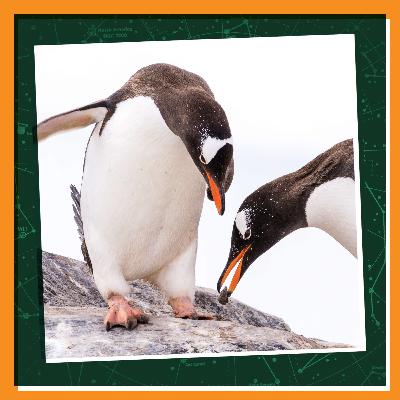 Winter Wonders: Get Silly with Penguins