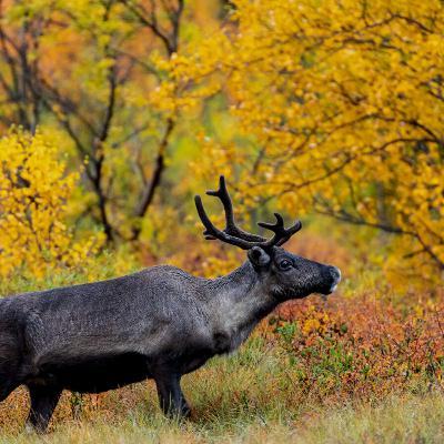 Episode 11- Oliver Wright on leaving the corporate world for his passion, wildlife photography and ecology through the lens Episode 11- Oliver Wright on leaving the corporate world for his passion, wildlife photography and ecology through the lens