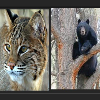 "The Bobcat and the Bear" "The Bobcat and the Bear"