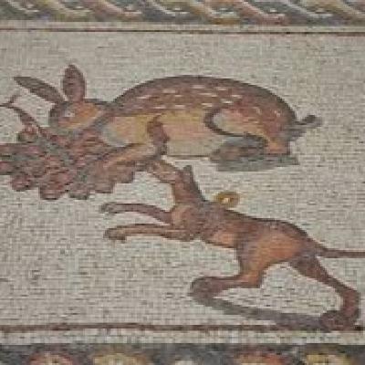 Podenco Andaluz una Joya Genetica, ¿En la ciudad?