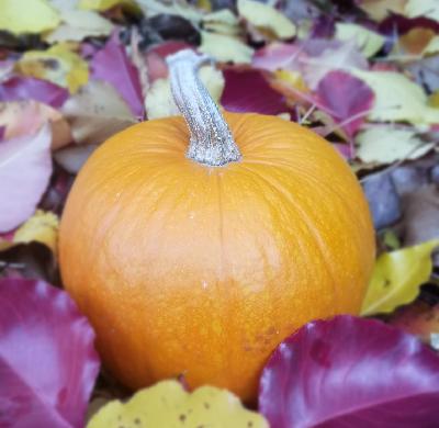 Episode 19 - Autumn Abundance