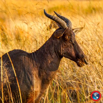 Day 7 – Botswana Safari Pom Pom