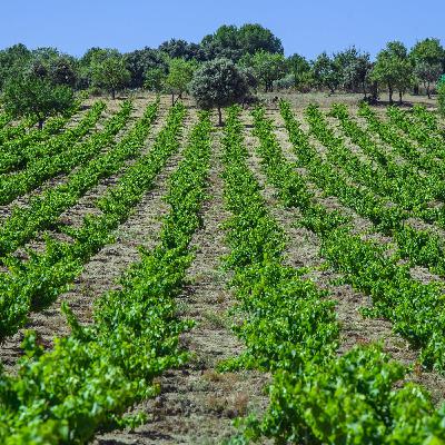 Noticias del sector: Más del 40% de los municipios españoles están relacionados con el cultivo de la vid