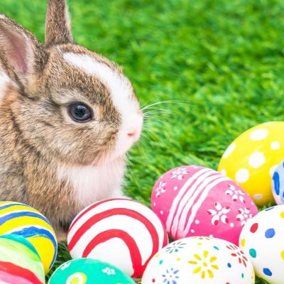El Conejo y los Huevos de Pascua son de tradición católica ???