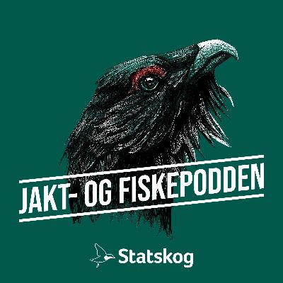 #315 Hvorfor stopper skogsfugljakta til jul og brunfuglforbud på privat grunn