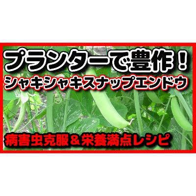 プランターで簡単！スナップエンドウ豊作の秘訣と感動の味