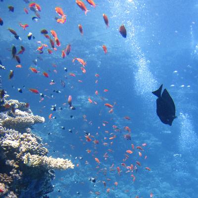 Behaviour of Fish in an Egyptian Tea Garden