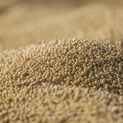 US China Trade talks, More letter to DC, Soybean Use, Brent Wink