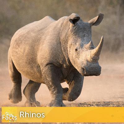 Fun Facts About Rhinoceroses
