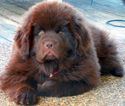 Out of the Woods – Ask Your Dog Guru – 55 Out of the Woods – Ask Your Dog Guru – 55